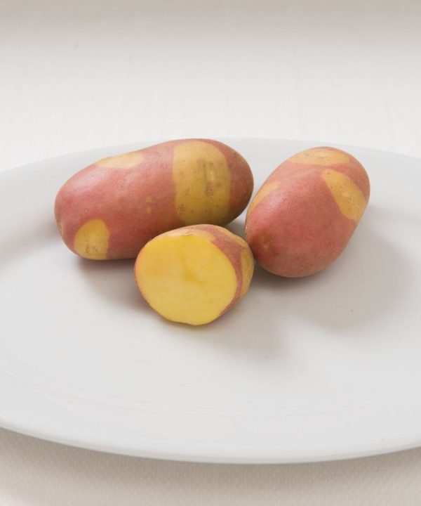 Pinto Gold - Seed Potatoes