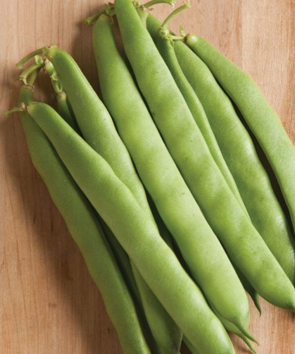 Dulcina - Bean Seed