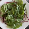 Fresh Pak - (F1) Beet Seed