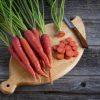 Malbec - (F1) Carrot Seed