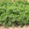 Teddy - Dill Seed