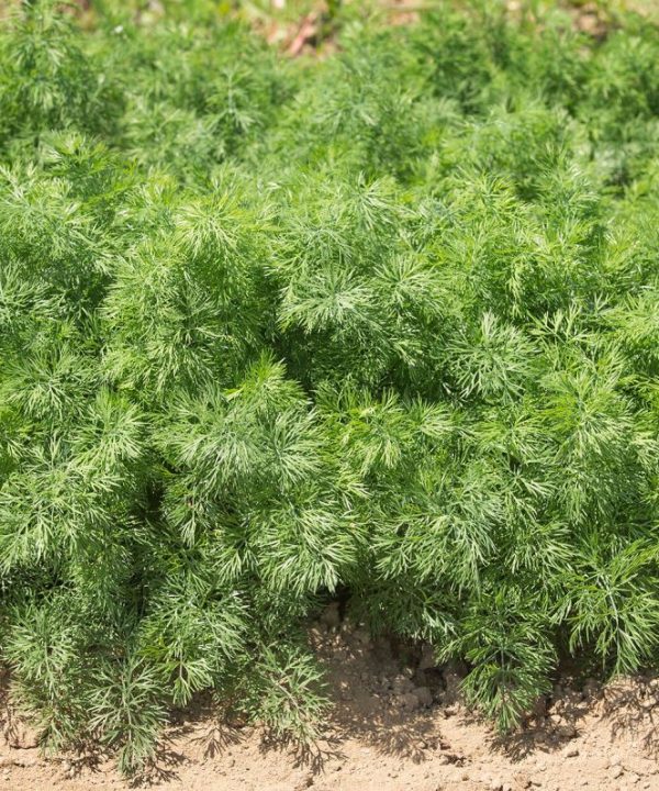 Teddy - Dill Seed