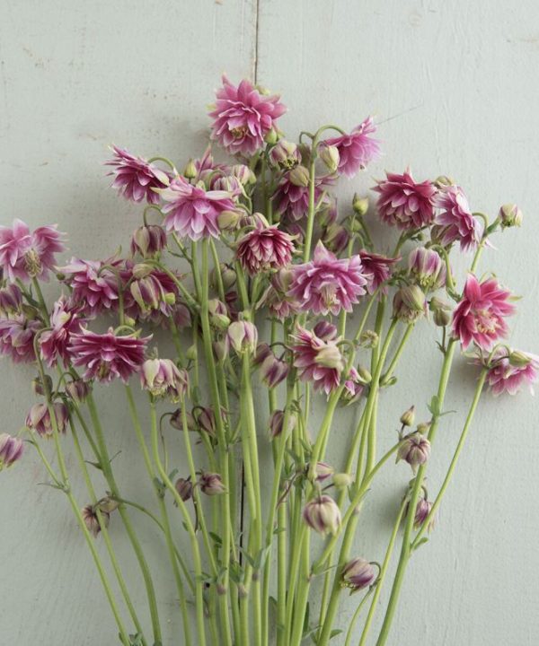 Nora Barlow - Columbine Seed