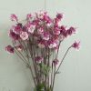 Pink Petticoat - Columbine Seed