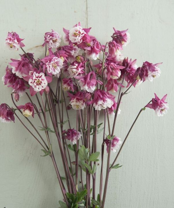 Pink Petticoat - Columbine Seed