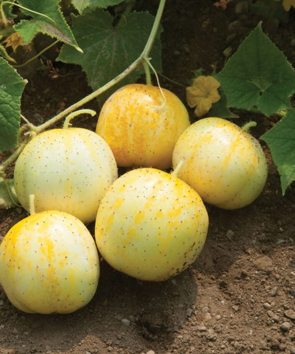 Lemon - Organic Cucumber Seed
