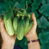 Northern Pickling - Organic Cucumber Seed