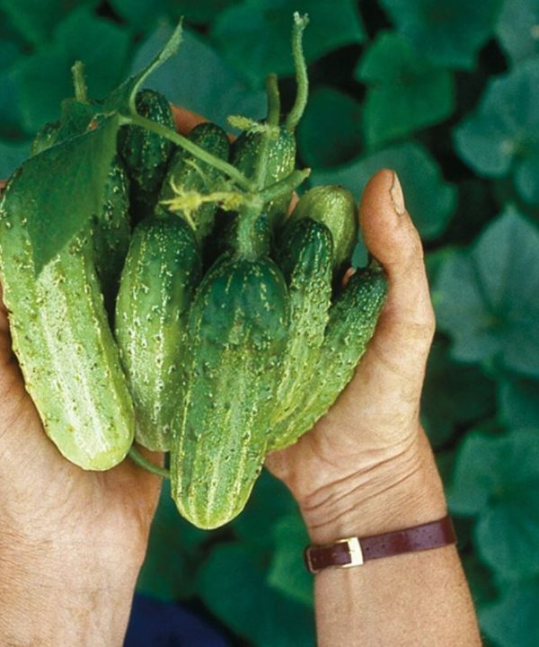 Northern Pickling - Organic Cucumber Seed