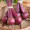 Boro - Organic (F1) Beet Seed