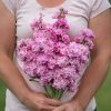 Iron Pink - Stock Seed