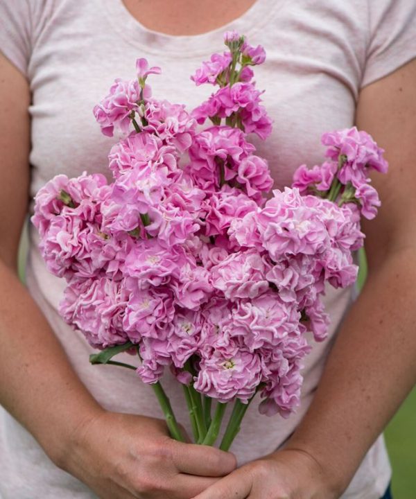 Iron Pink - Stock Seed