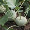 Terek - (F1) Kohlrabi Seed