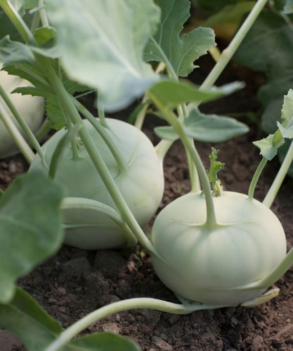 Terek - (F1) Kohlrabi Seed