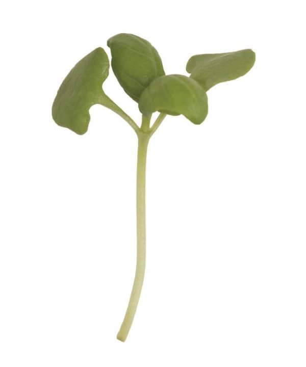 Basil, Genovese - Microgreen Seed