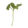 Basil, Genovese - Organic Microgreen Seed