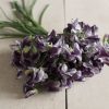 Nimbus - Sweet Pea Seed