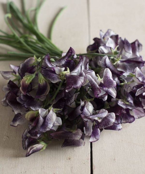 Nimbus - Sweet Pea Seed
