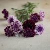 Classic Magic - Centaurea Seed