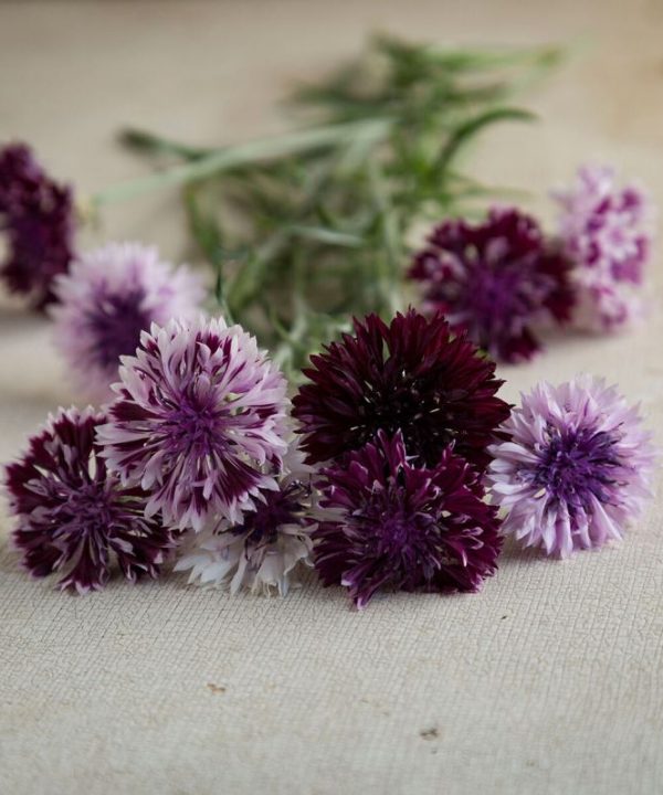 Classic Magic - Centaurea Seed