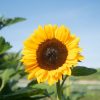 ProCut? Orange Excel - (F1) Sunflower Seed