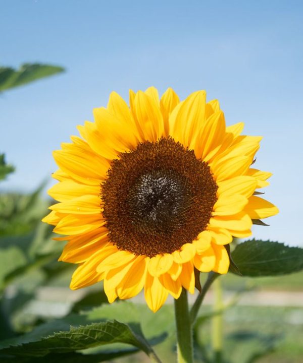 ProCut? Orange Excel - (F1) Sunflower Seed
