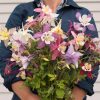 McKana Giants Mix - Columbine Seed