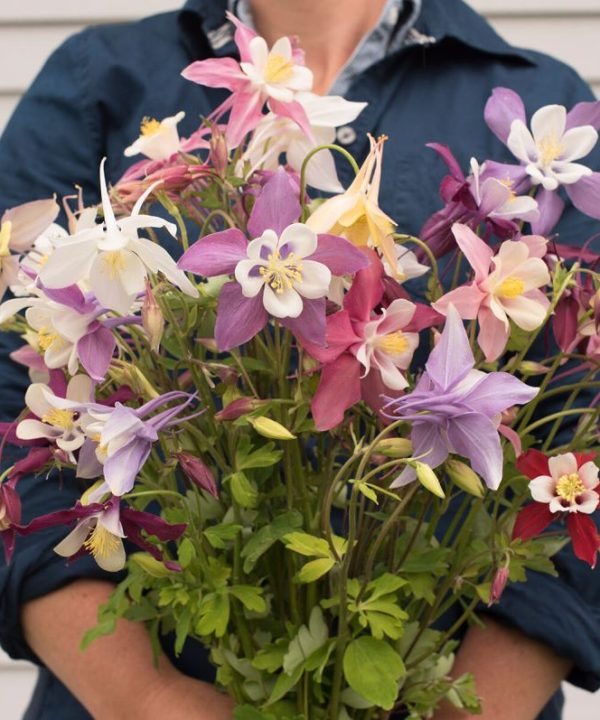 McKana Giants Mix - Columbine Seed