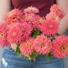 Senora - Zinnia Seed