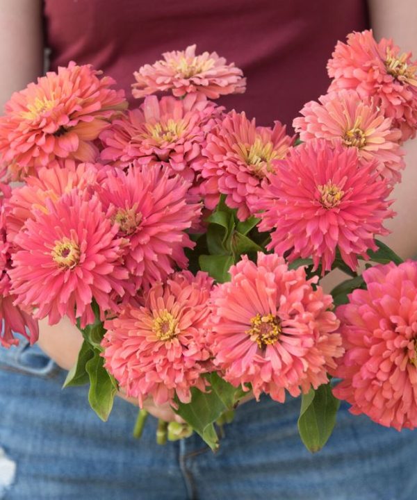 Senora - Zinnia Seed