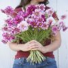 Double Click Bicolor Violet - Cosmos Seed