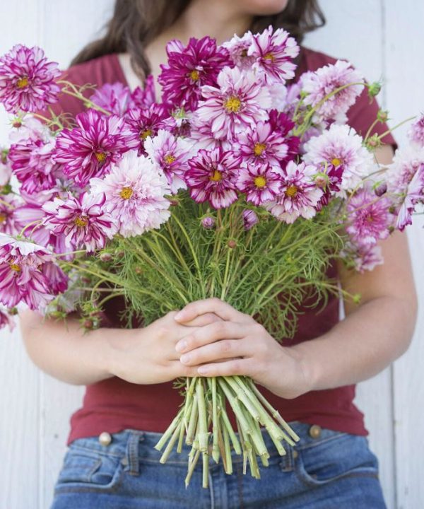 Double Click Bicolor Violet - Cosmos Seed