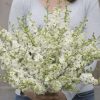 Galilee White - Organic Larkspur Seed