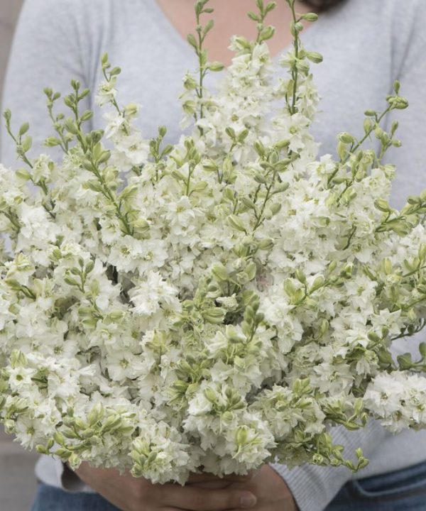 Galilee White - Organic Larkspur Seed