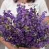 Galilee Lilac - Organic Larkspur Seed