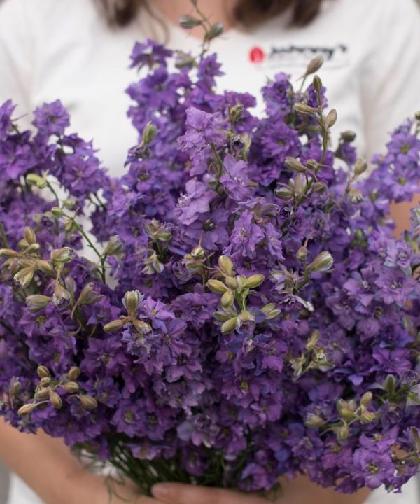 Galilee Lilac - Organic Larkspur Seed