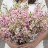 Galilee Pink Perfection - Organic Larkspur Seed