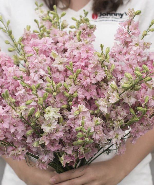 Galilee Pink Perfection - Organic Larkspur Seed
