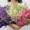 Galilee Mixture - Organic Larkspur Seed