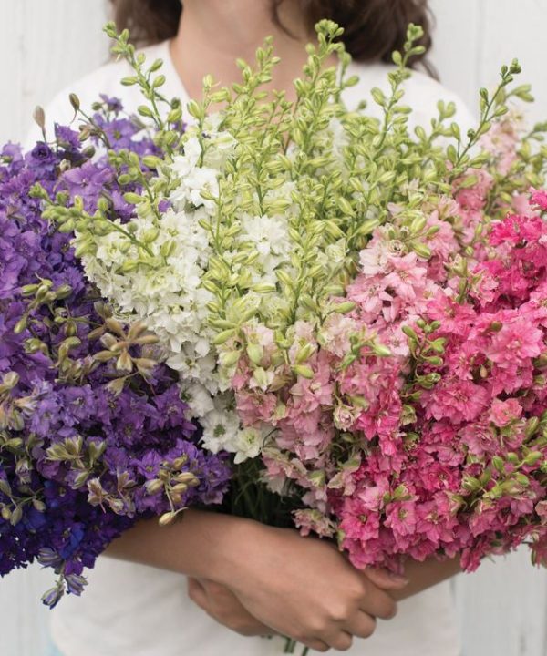 Galilee Mixture - Organic Larkspur Seed