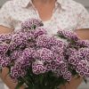 Sweet Purple/White Dianthus
