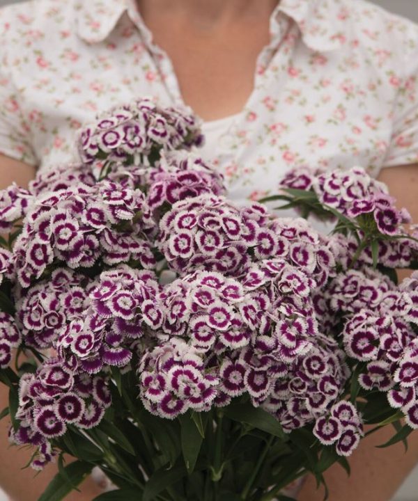 Sweet Purple/White Dianthus