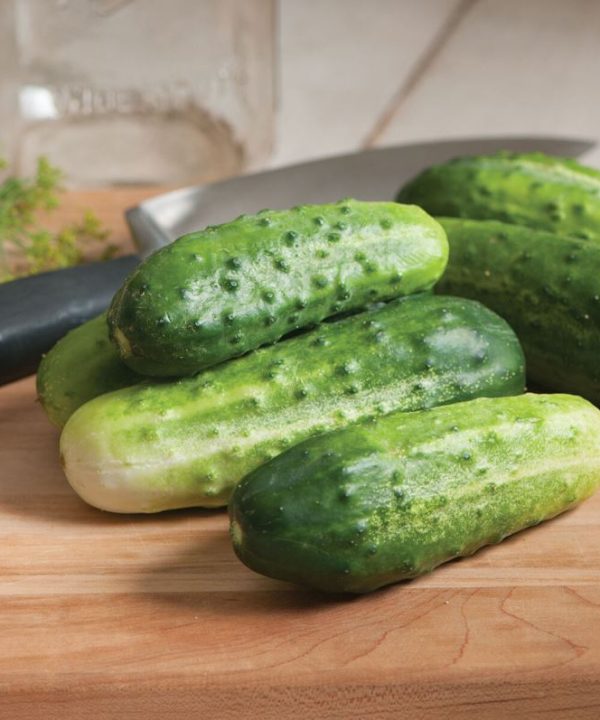 H-19 Little Leaf - Organic Cucumber Seed
