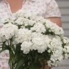 Sweet White - (F1) Dianthus Seed