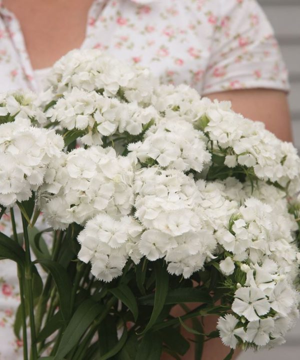Sweet White - (F1) Dianthus Seed