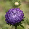 Tower Blue - China Aster Seed