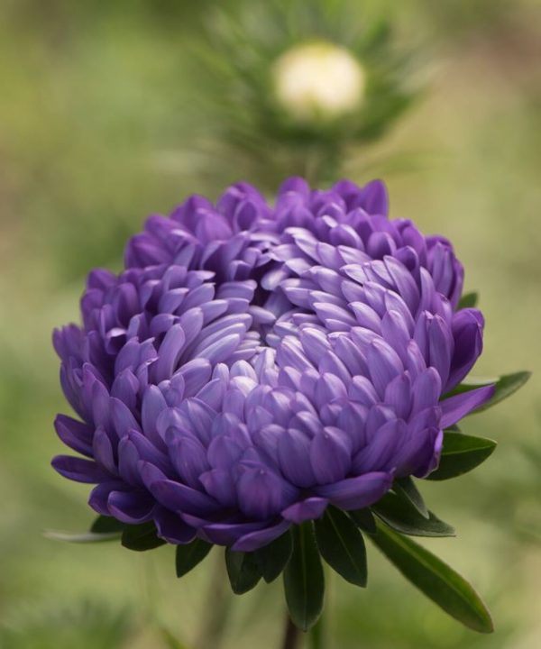 Tower Blue - China Aster Seed