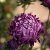 Tower Violet - China Aster Seed