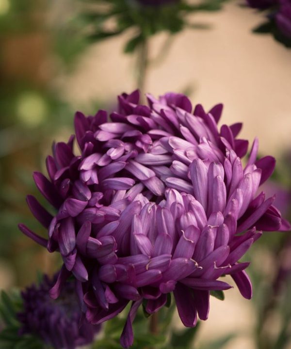 Tower Violet - China Aster Seed