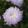 Tower Silver - China Aster Seed