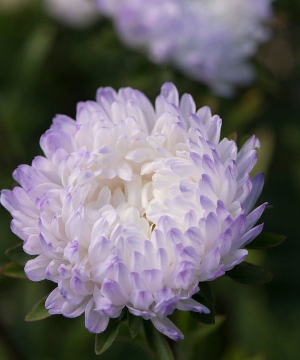 Tower Silver - China Aster Seed